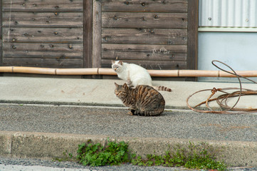 淡路島の漁村にいた２匹の猫