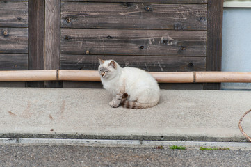 淡路島の漁村にいた白い猫