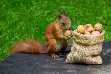 Squirrel eats nuts in the park.