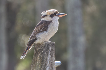 Laughing Kookaburra