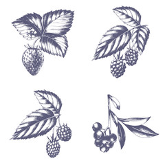 Hand drawn set of strawberry, blackberry, raspberry and blueberry with leaves. Isolated vector fruit sketch.