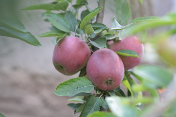 ripe apples on the branches