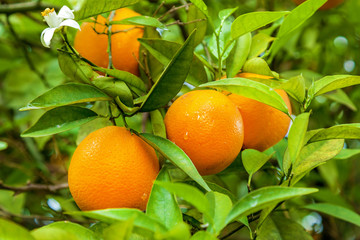 orange garden