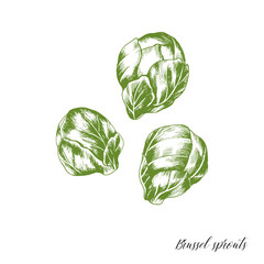 Hand drawn fresh green brussel sprouts. Vector illustration of healthy vegetarian food.