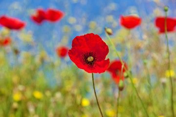 red poppies against the sky