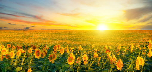 Field of blooming sunflowers and sunrise. Wide photo. © alinamd