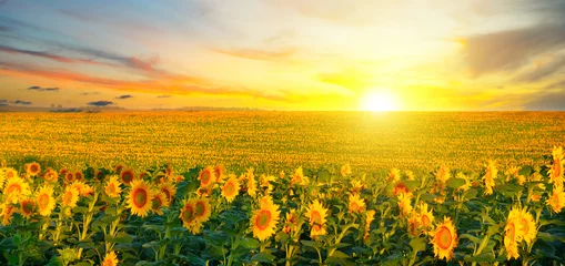 Rolgordijnen Field of blooming sunflowers and sunrise. Wide photo. © alinamd