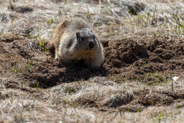 marmot for observation in front of his burrow