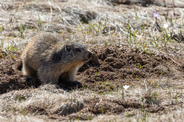 marmot for observation in front of his burrow