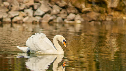 swan lake