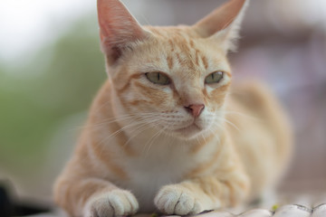 portrait of a cat, cat lying on the table