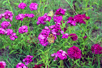 Obraz premium Butterfly (Papilio machaon) is sitting on pink phlox flower.