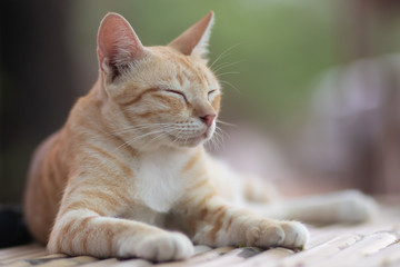 portrait of a cat, cat lying on the table