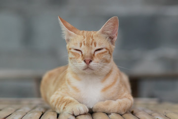 portrait of a cat, cat lying on the table