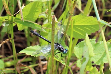 dragonfly on leaf