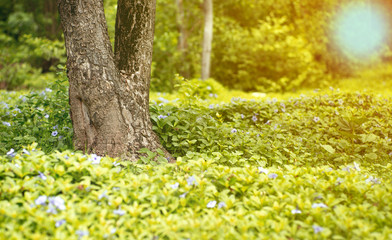 Selective focus on old tree with little blossom purple flowers and green bush in foreground and background