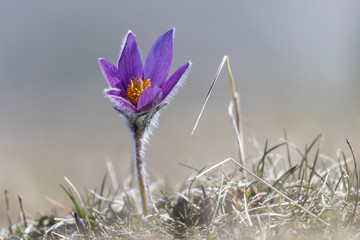 Pulsating anemones in the Vercors mountains, France