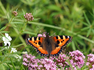 Fototapeta na wymiar Roter Waldmeister mit Schmetterling