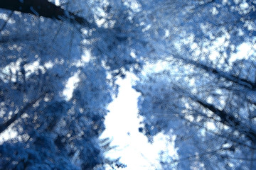abstract forest blurred winter vertical lines / winter forest background, abstract landscape