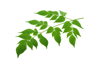 Indian cork leaf ( Millingtonia hortensis ) on white background.