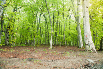 Beautiful view. Forest in spring