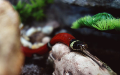 Sinaloan Milk Snake exploring.