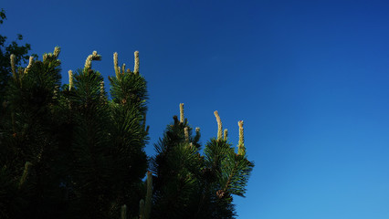 Conifer tree on blue sky background.