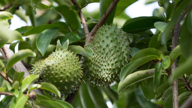 Corossol, fruit, jardin cr&eacute;ole, La R&eacute;union
