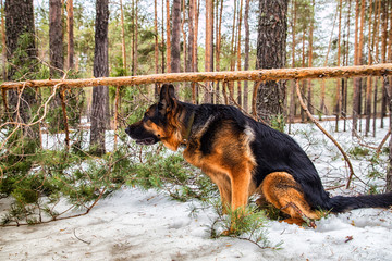 Dog German Shepherd in the forest in an early spring