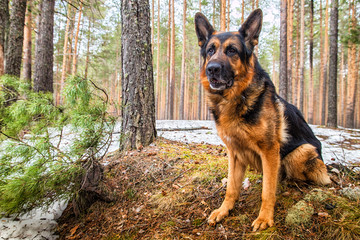 Dog German Shepherd in the forest in an early spring