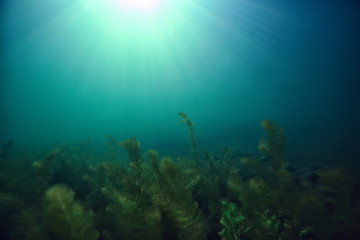 Naklejka na ściany i meble underwater green landscape / nature underwater eco ecology lake, wild diving