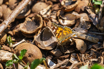 Painted Lady (Vanessa cardui)