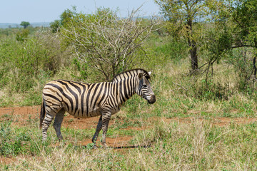 Zebra (Equus quagga)