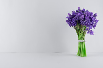 Bouquet of blue Muscari. Spring flowers. White background