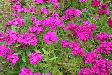 Phlox paniculata. Pink flowers in the garden for background