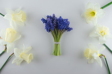 Bouquet of blue Muscari and narcissus. Spring flowers. White background