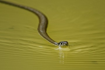 Ringelnatter im Wasser auf Jagd