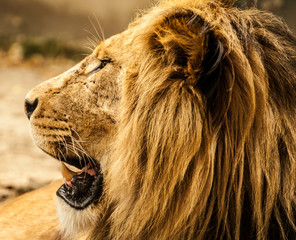 Naklejka premium Samiec lwa w zoo schönbrunn w Wiedniu