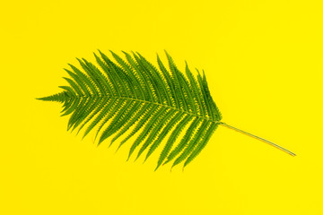 One branch of a fern or palm tree on a yellow background. Concept of the tropics. Flat lay, top view