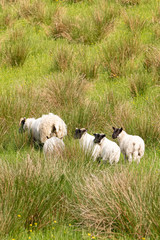 Some Black faced Sheep and Their Lambs Scotland.