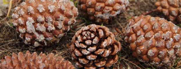 Pinienzapfen liegen auf dem Waldboden