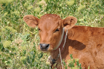 Cute red fluffy calf portrait. Baby cow is laying in high green wild grass. Livestock farming at countryside of Ukraine. Cows grazing meadow in summer blooming time 