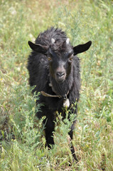 Cute kid goat at the meadow in summer. Black fluffy baby goat is looking straight while standing in high wild grass. Rural scene in Ukraine countryside. Cattle farm baby animal 
