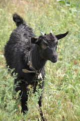 Black fluffy baby goat is looking forward and standing in high wild grass. Rural scene in Ukraine countryside. Domestic farm baby animal. Kid goat with small horns