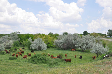 Rural landscape with red cows grazing. Picturesque countryside in Ukraine. Country living scene....