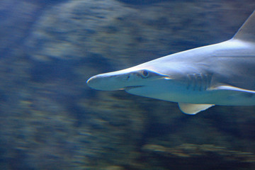 Shark
