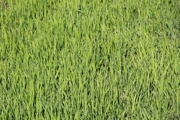 一面の草(青森県)