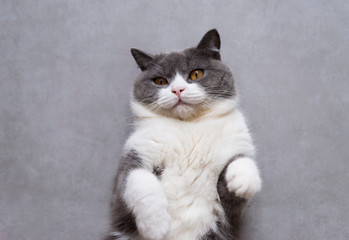 Cute british shorthair lying on the floor