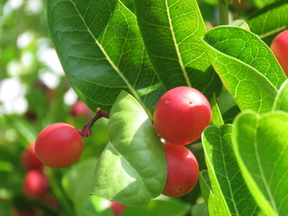Carissa carandas which is also known as wild blood fruit
