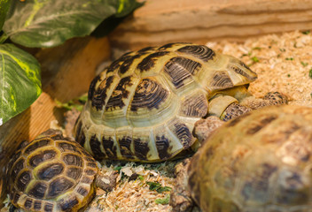 Exotic turtle in a terrarium